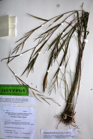 Astragalus rytyensis Stepants., 2015 – paratypus 