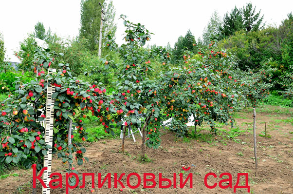 Яблоня подарок графскому на карликовом подвое отзывы 52